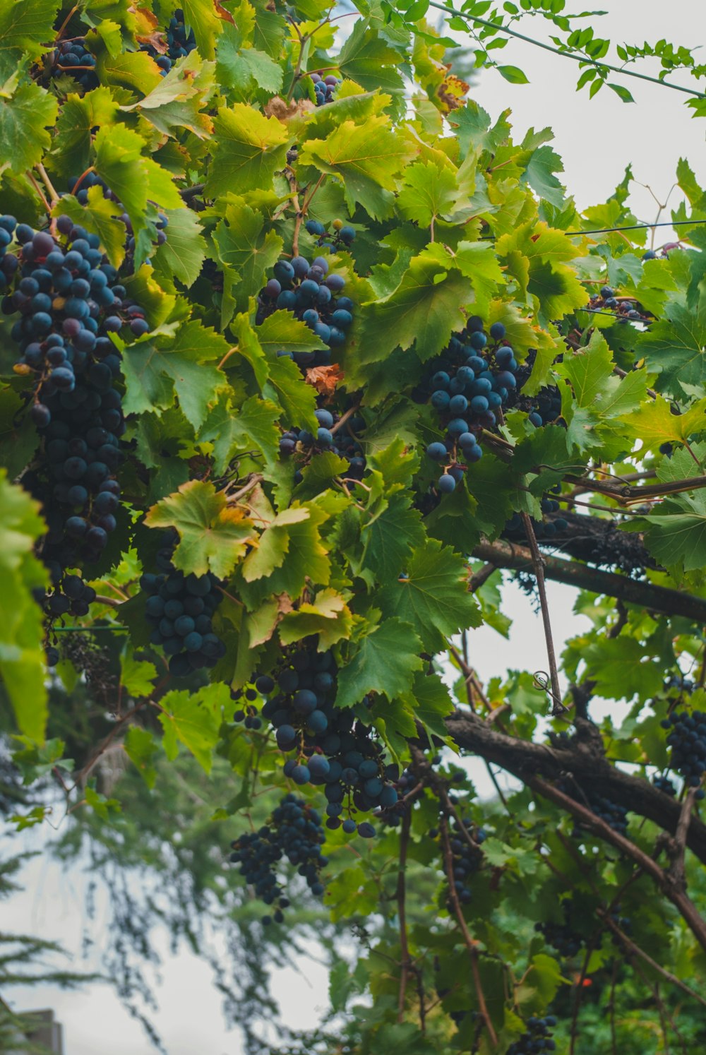 a tree with blue berries