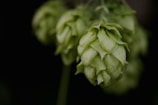 a close up of a flower