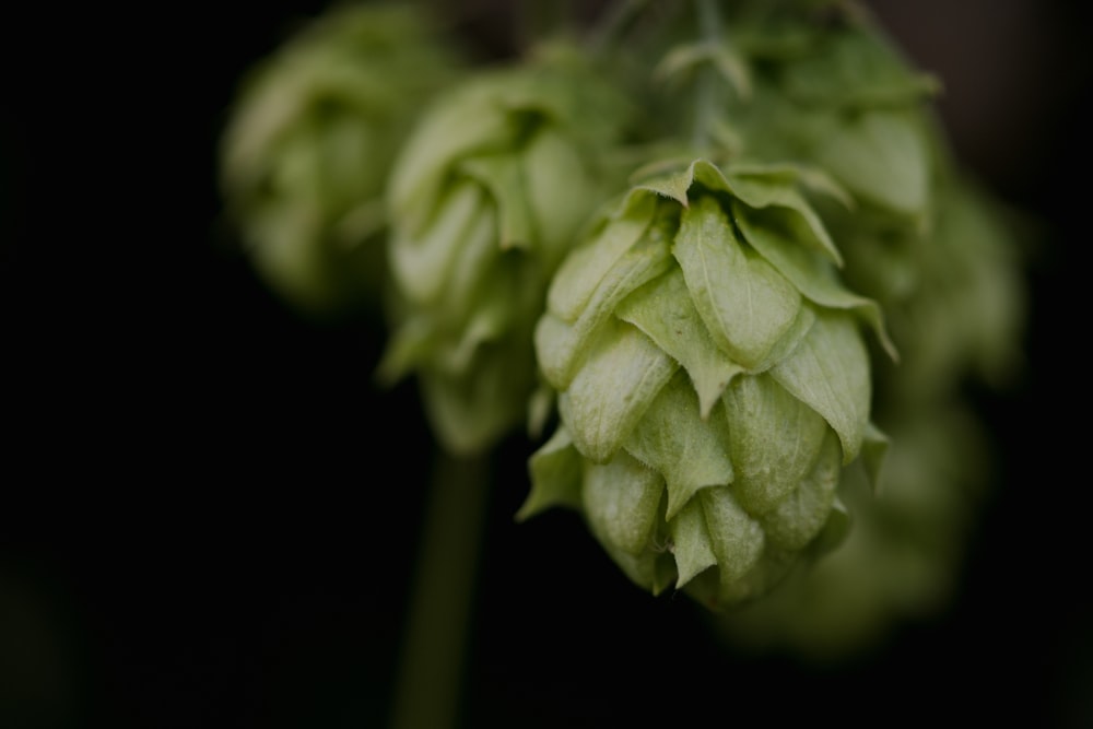 a close up of a flower