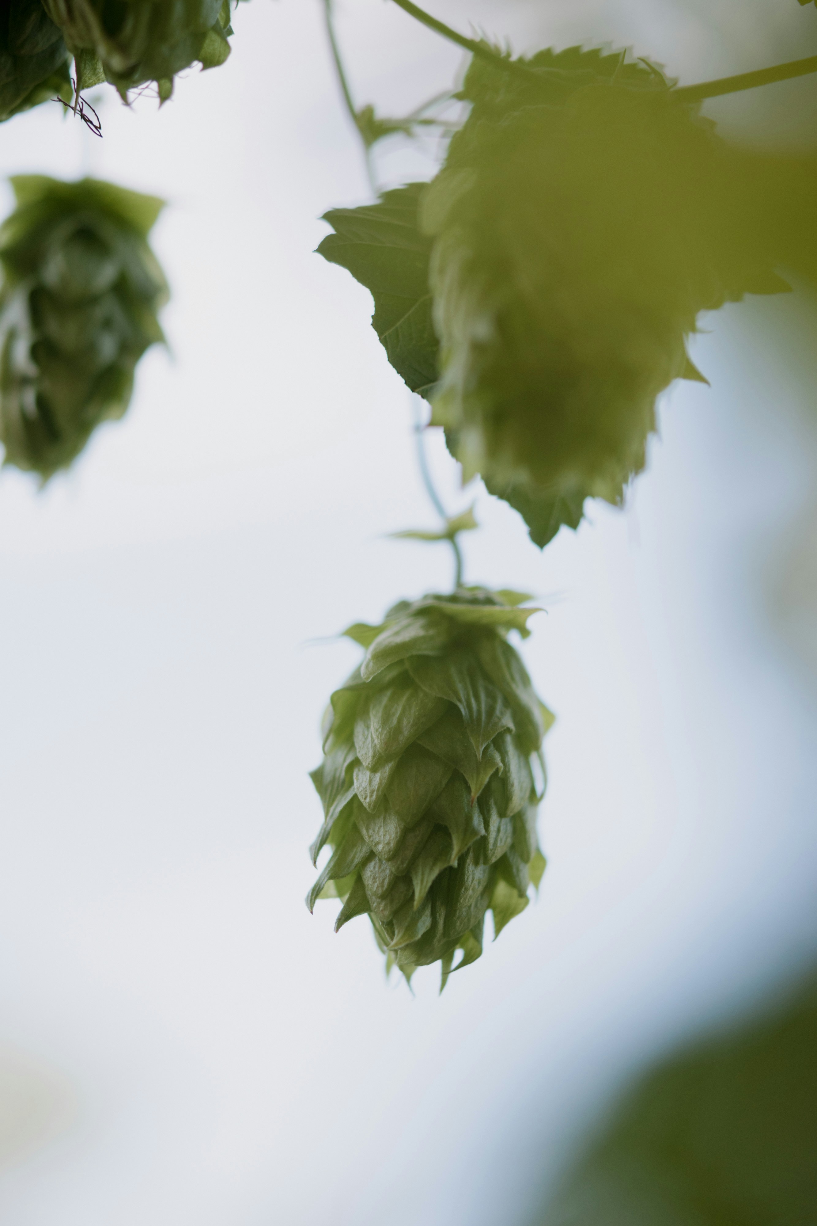 eine Nahaufnahme einiger Blätter