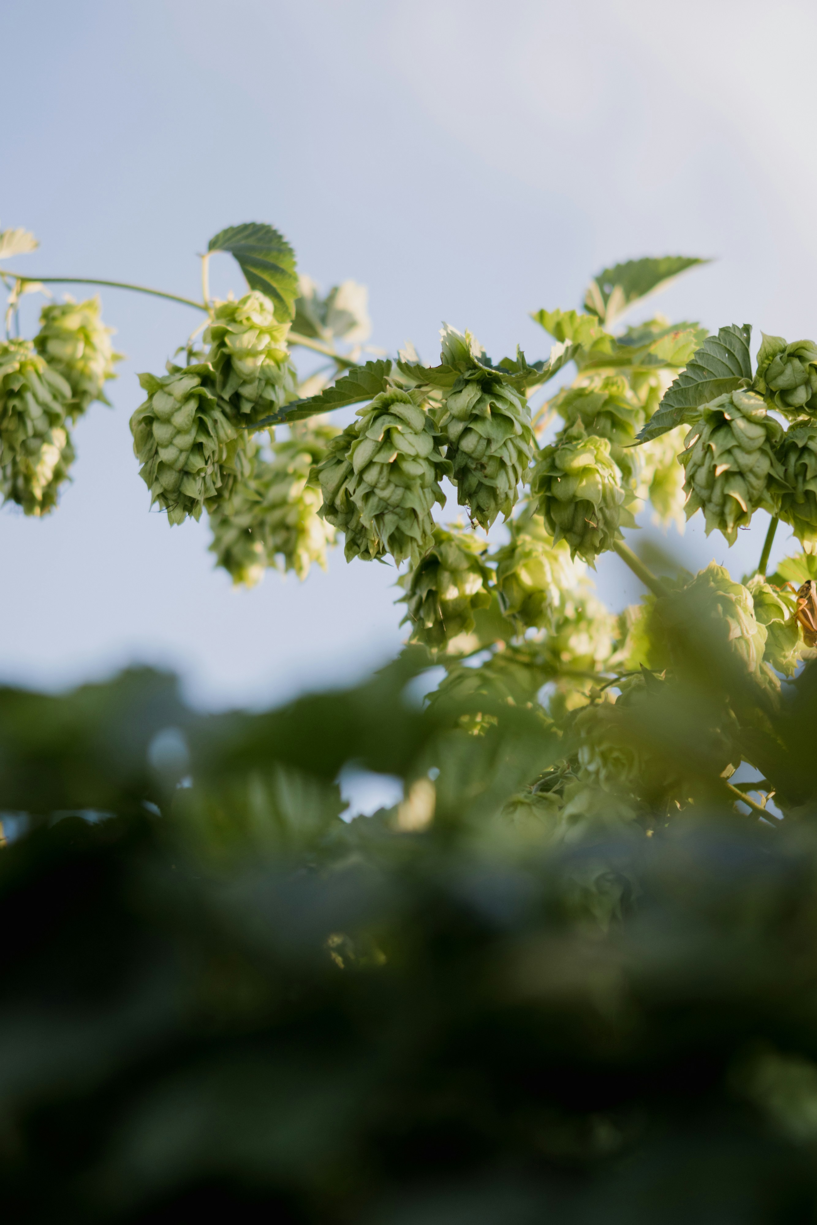Hops on the Vine 
