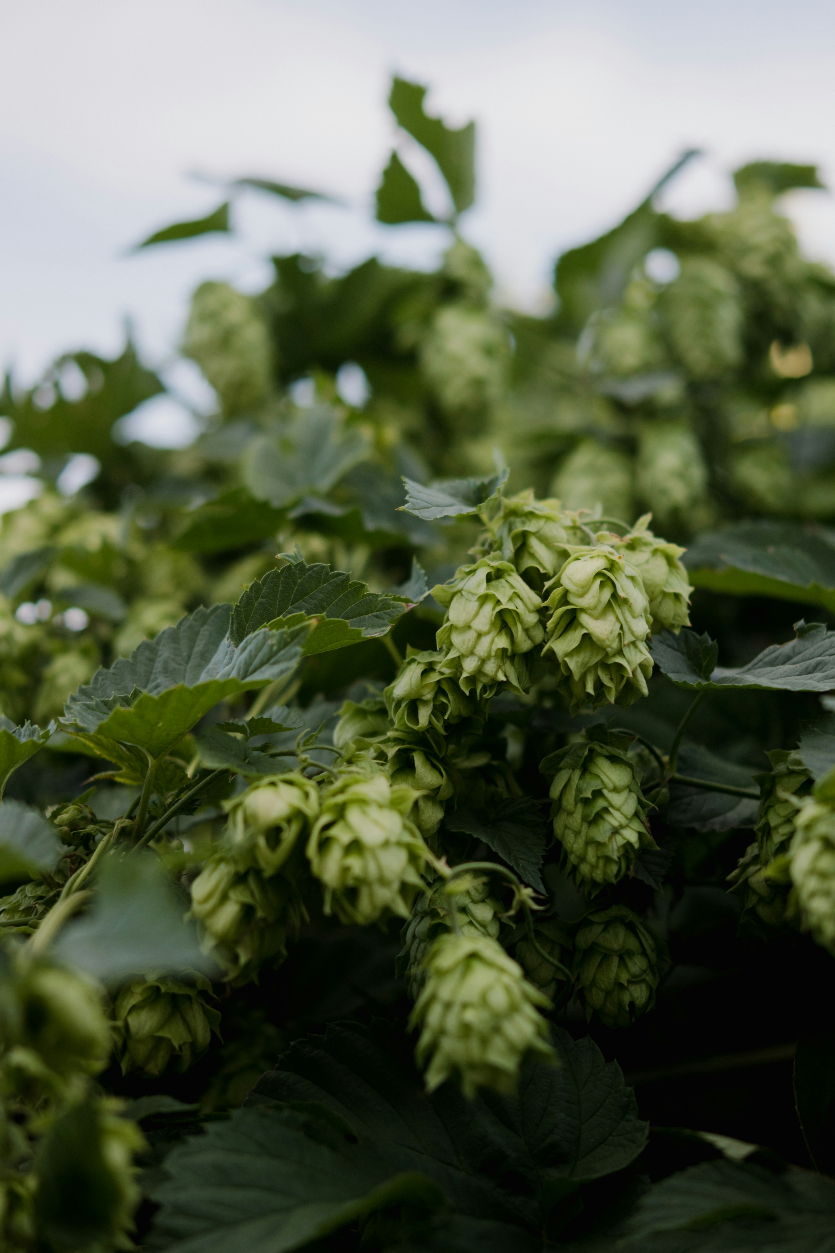 Eine Pflanze mit grünen Blättern