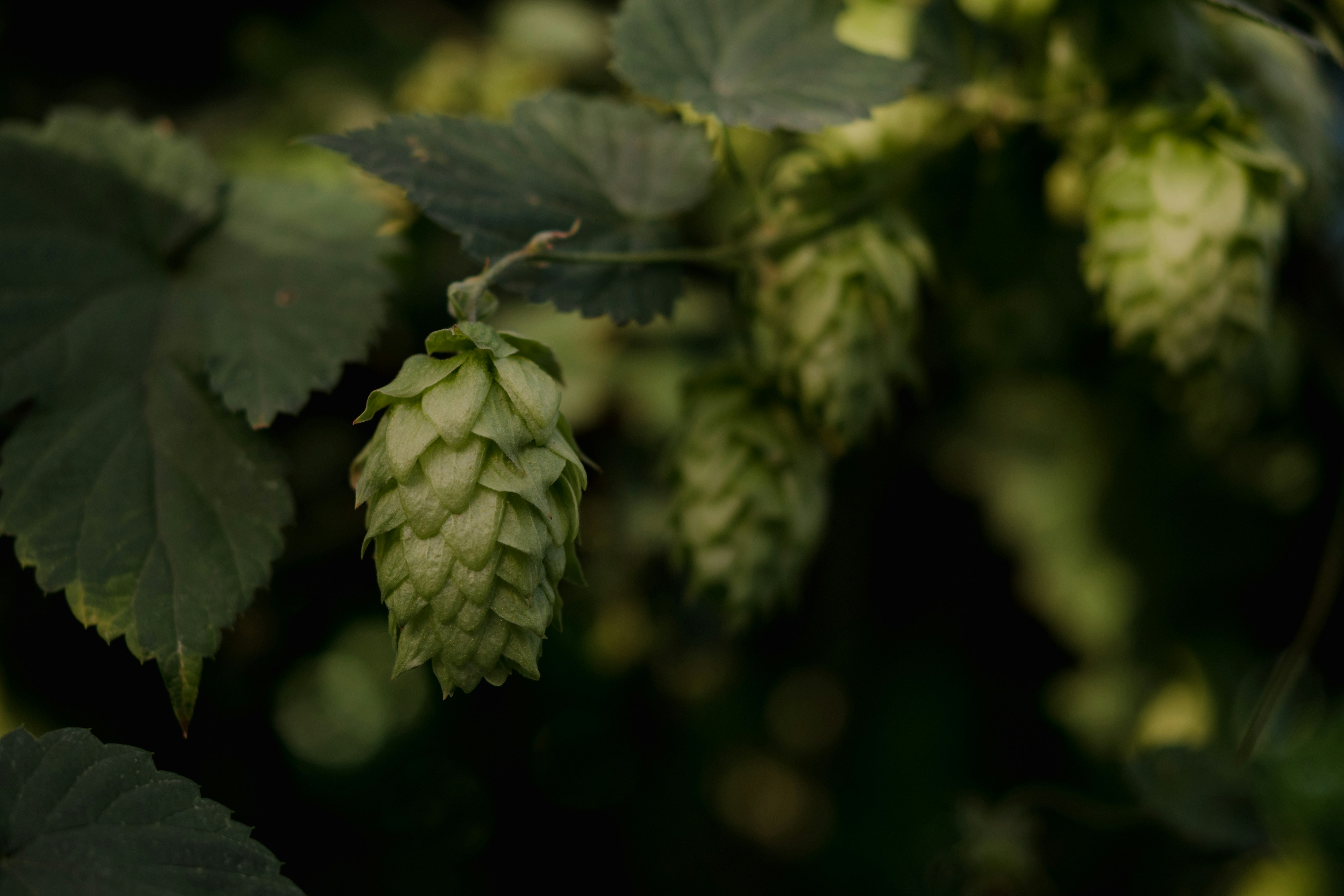 Nahaufnahme einer Pflanze