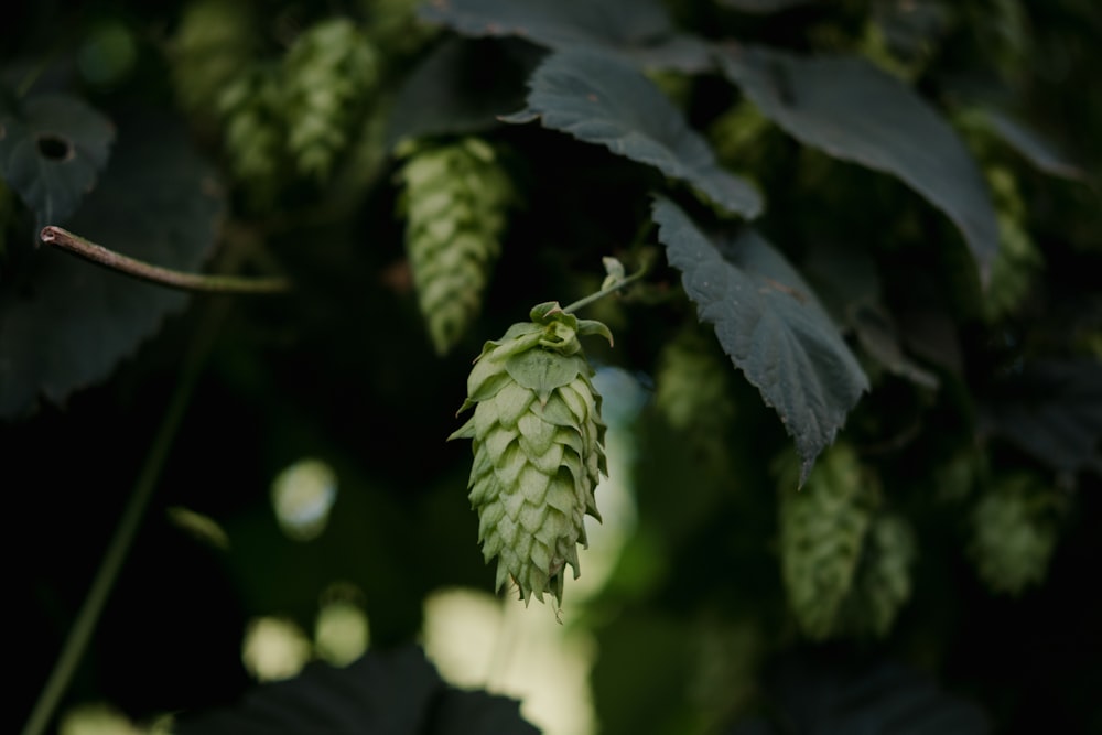 a close up of a plant