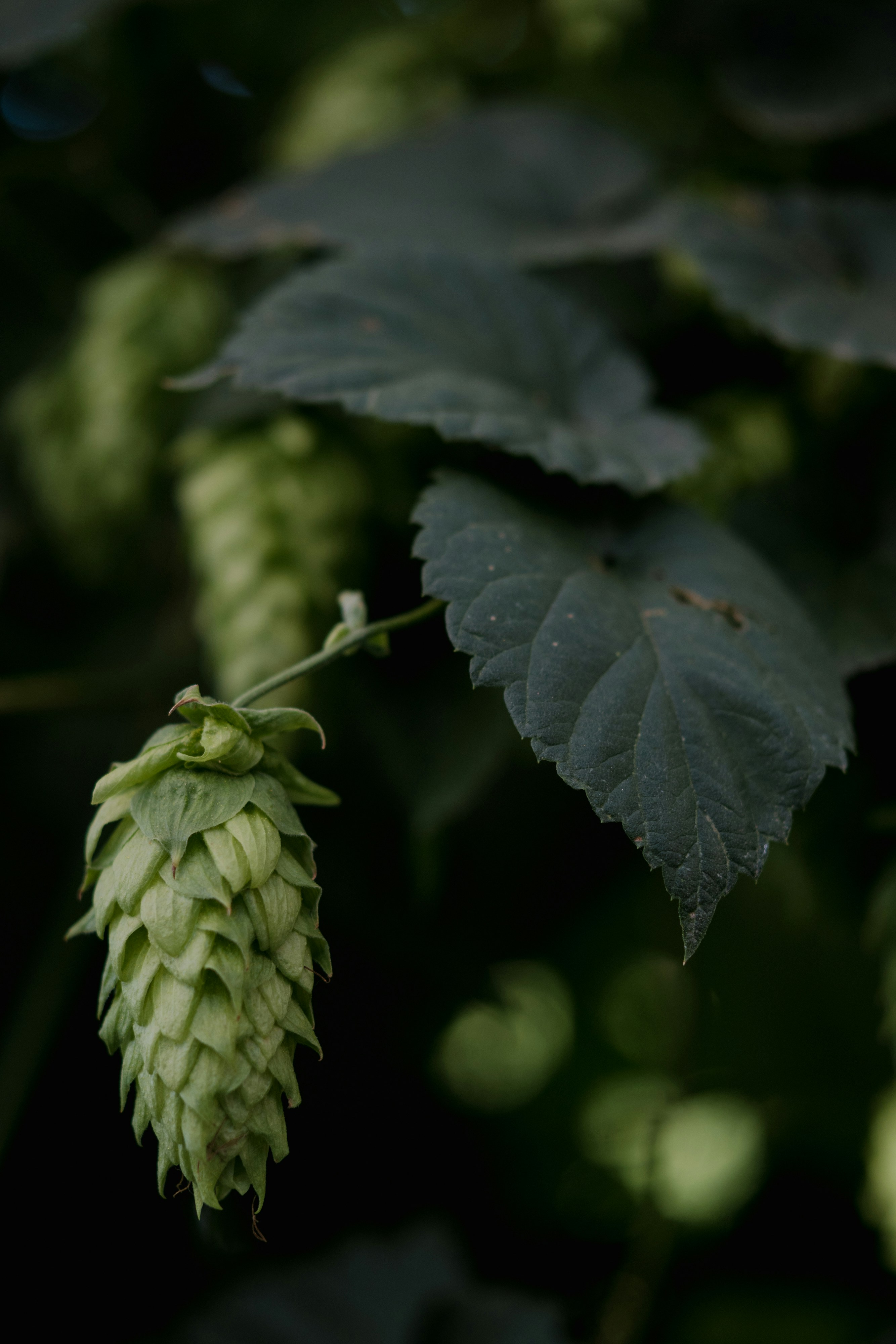 Nahaufnahme einer Pflanze