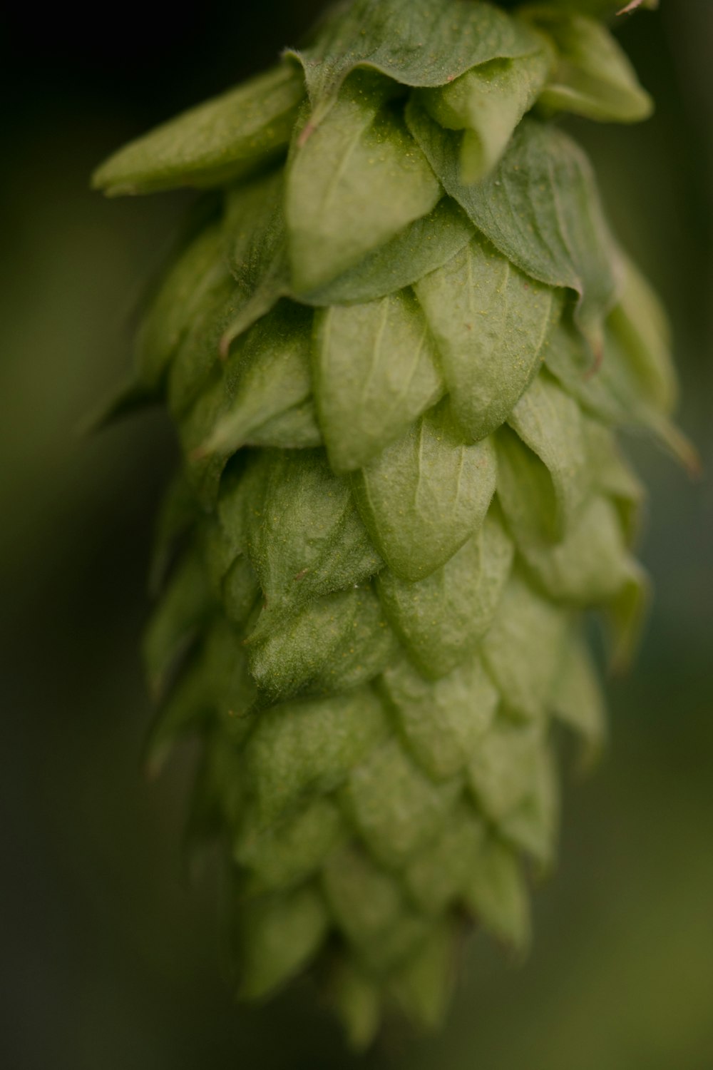 a close up of a plant