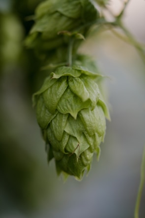 Close-up of green hops and barley grains used in organic beer brewing.