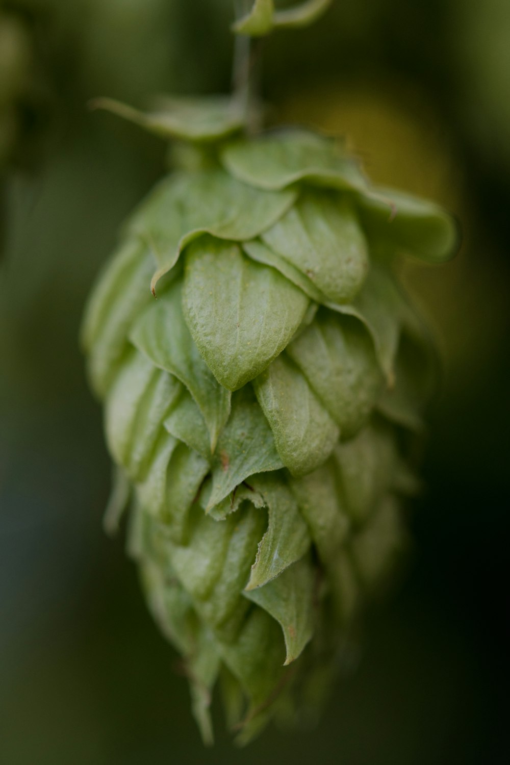 a close up of a plant