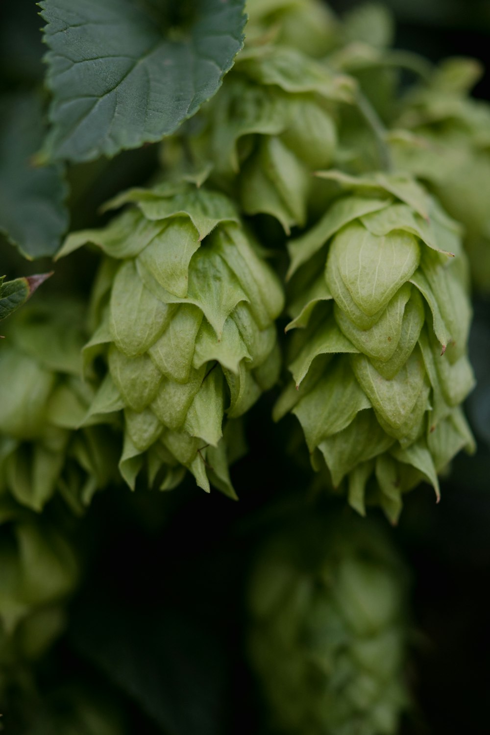 a close up of a plant