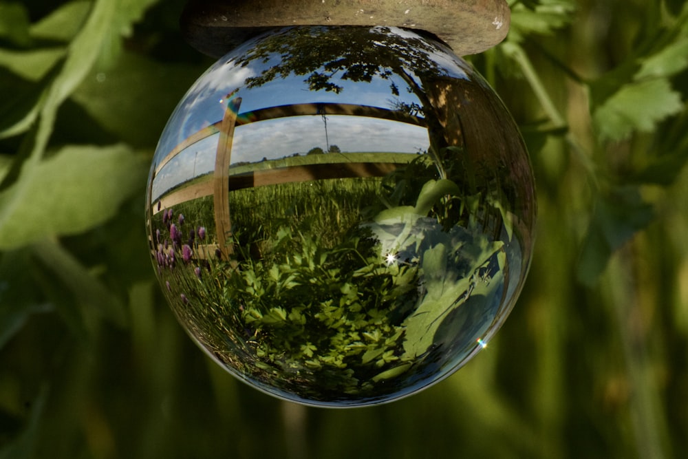 a glass bowl with water and plants