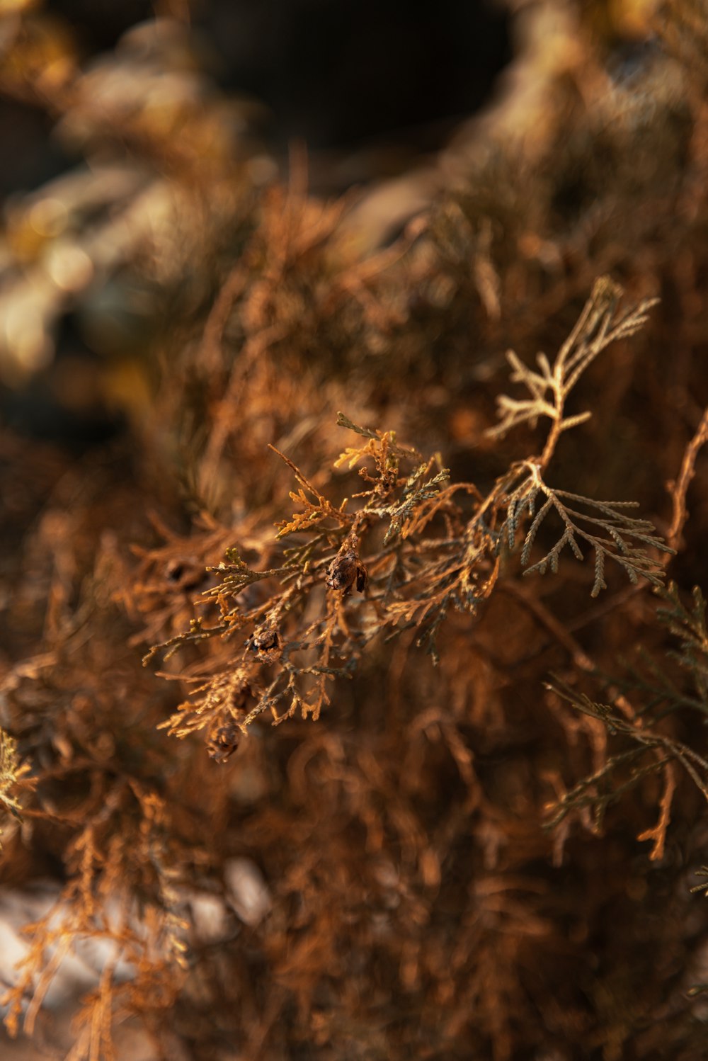 a close up of a plant