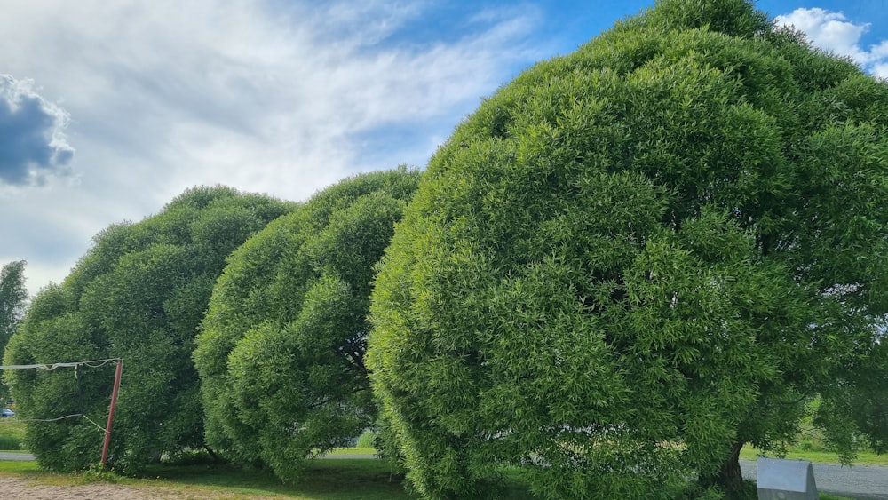 a large green tree