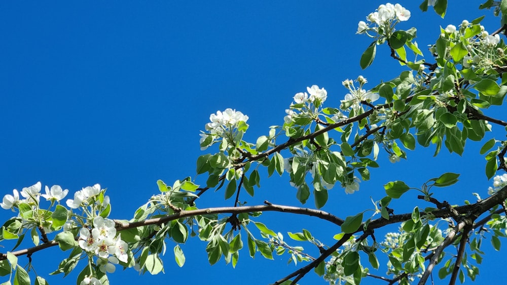 a tree with white flowers