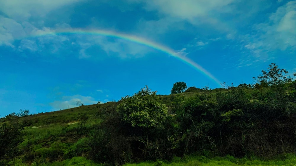 a hill with trees and a rainbow