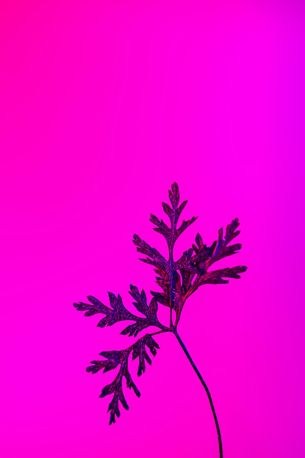 una pianta con sfondo viola