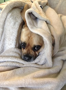 A cozy pet carrier with a small dog peeking out comfortably.