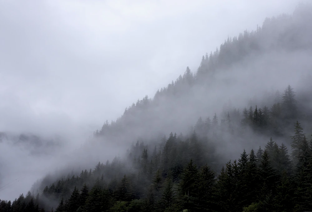 Misty forest at dawn