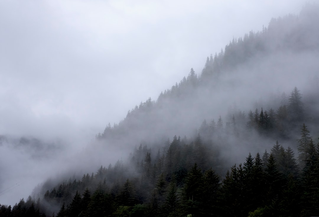 Foggy trees in Alaska
