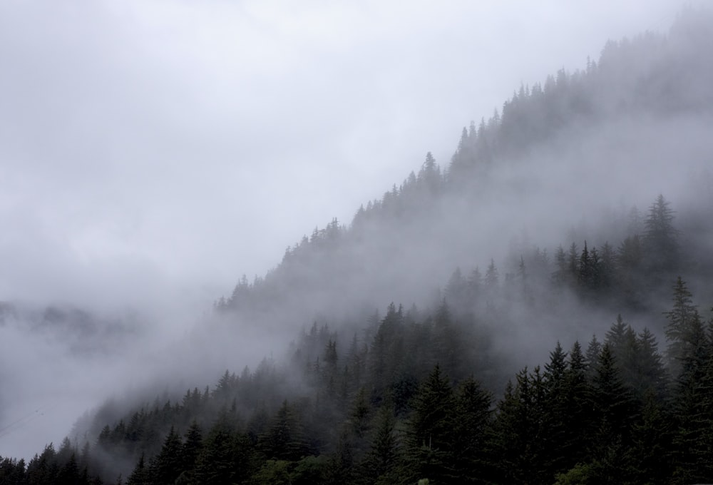 a forest of trees with fog