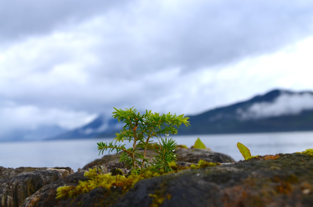 a small tree on a rocky shore