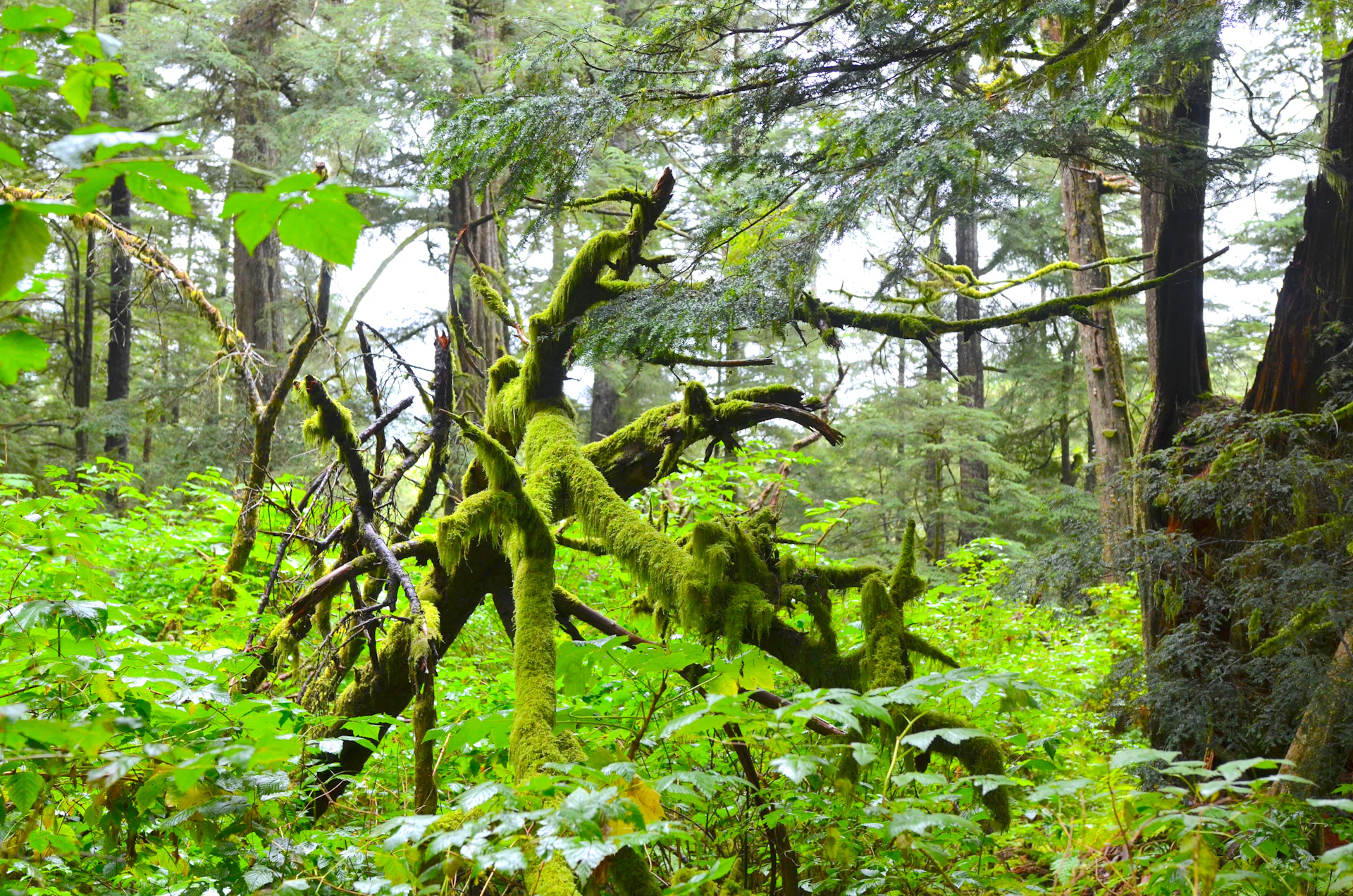 Moss-covered trees in the Olympic Peninsula rainforest