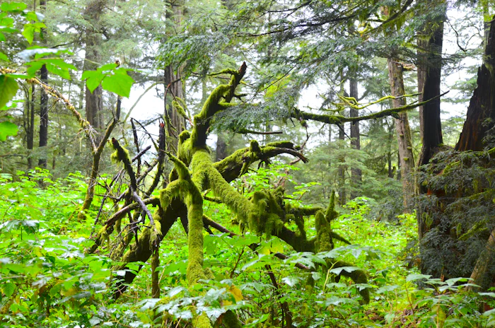 Guided Rainforest Hikes