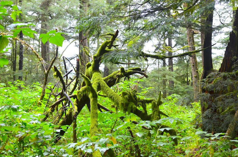 Moss-covered trees in a rainforest