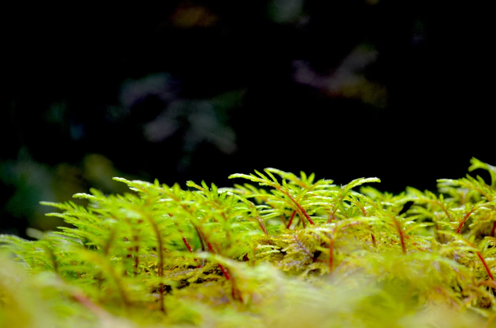 close up of a green leaf