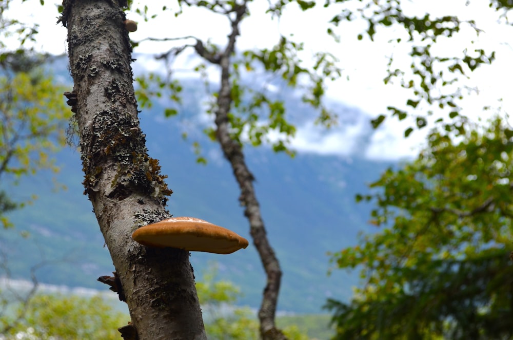 a hot dog on a tree