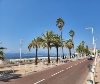 a road with palm trees along it