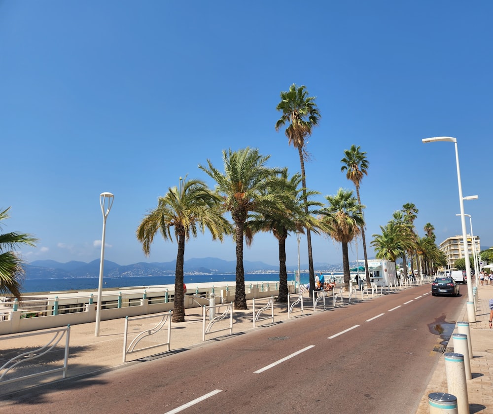 a road with palm trees along it