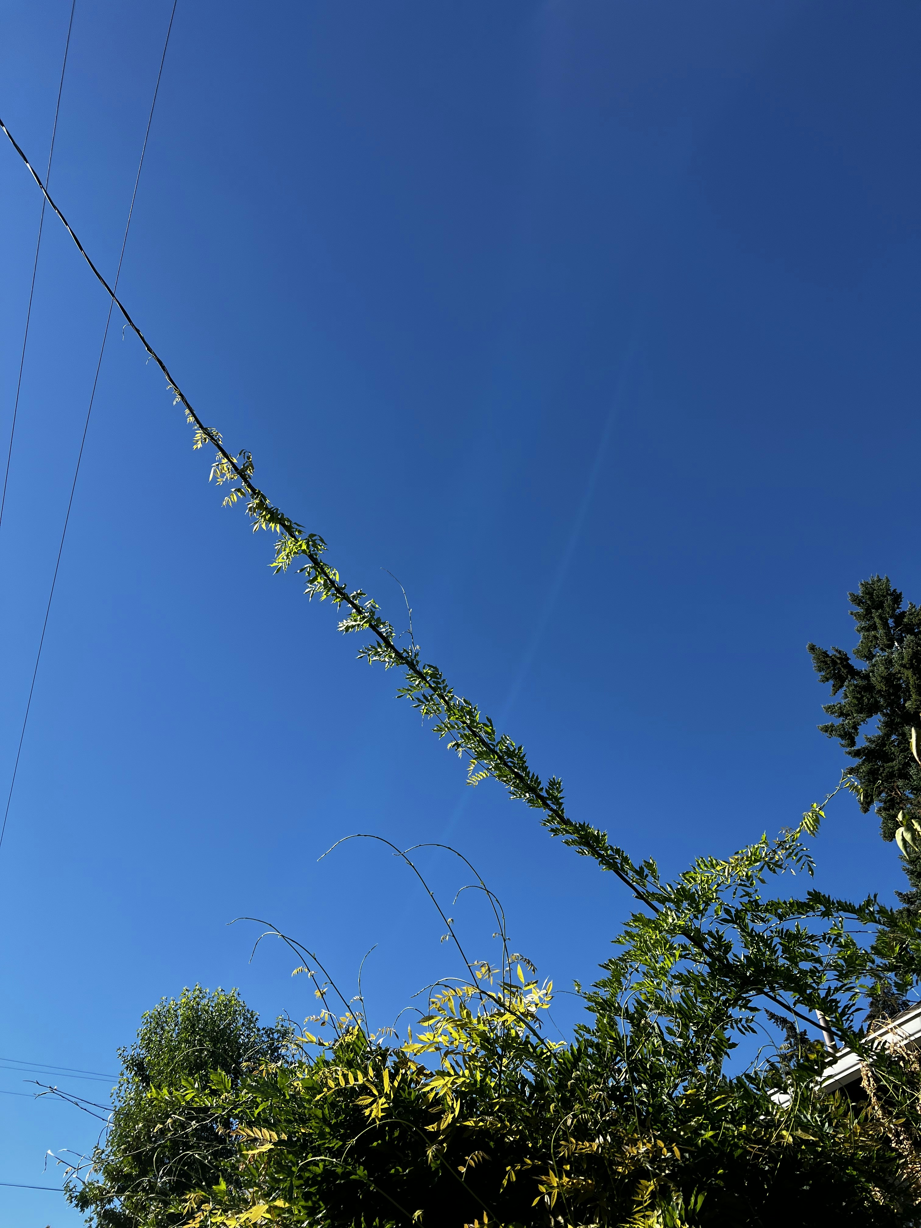 a tree with a blue sky