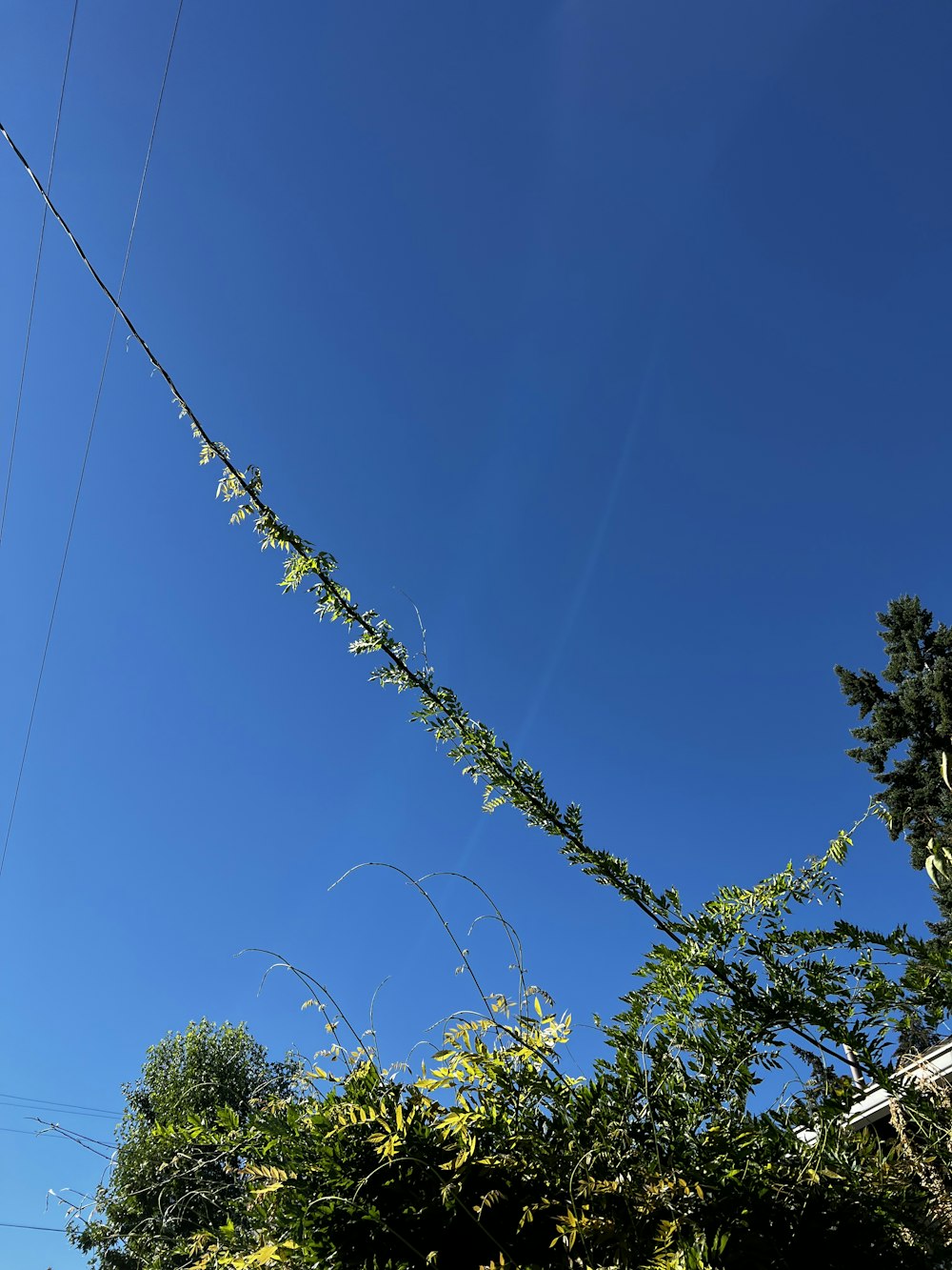 a tree with a blue sky