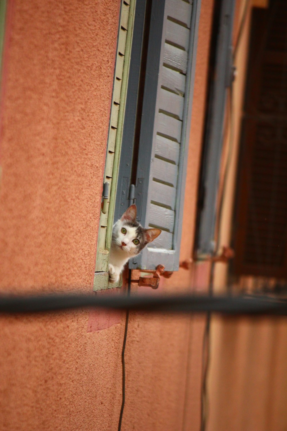 a cat looking out a window