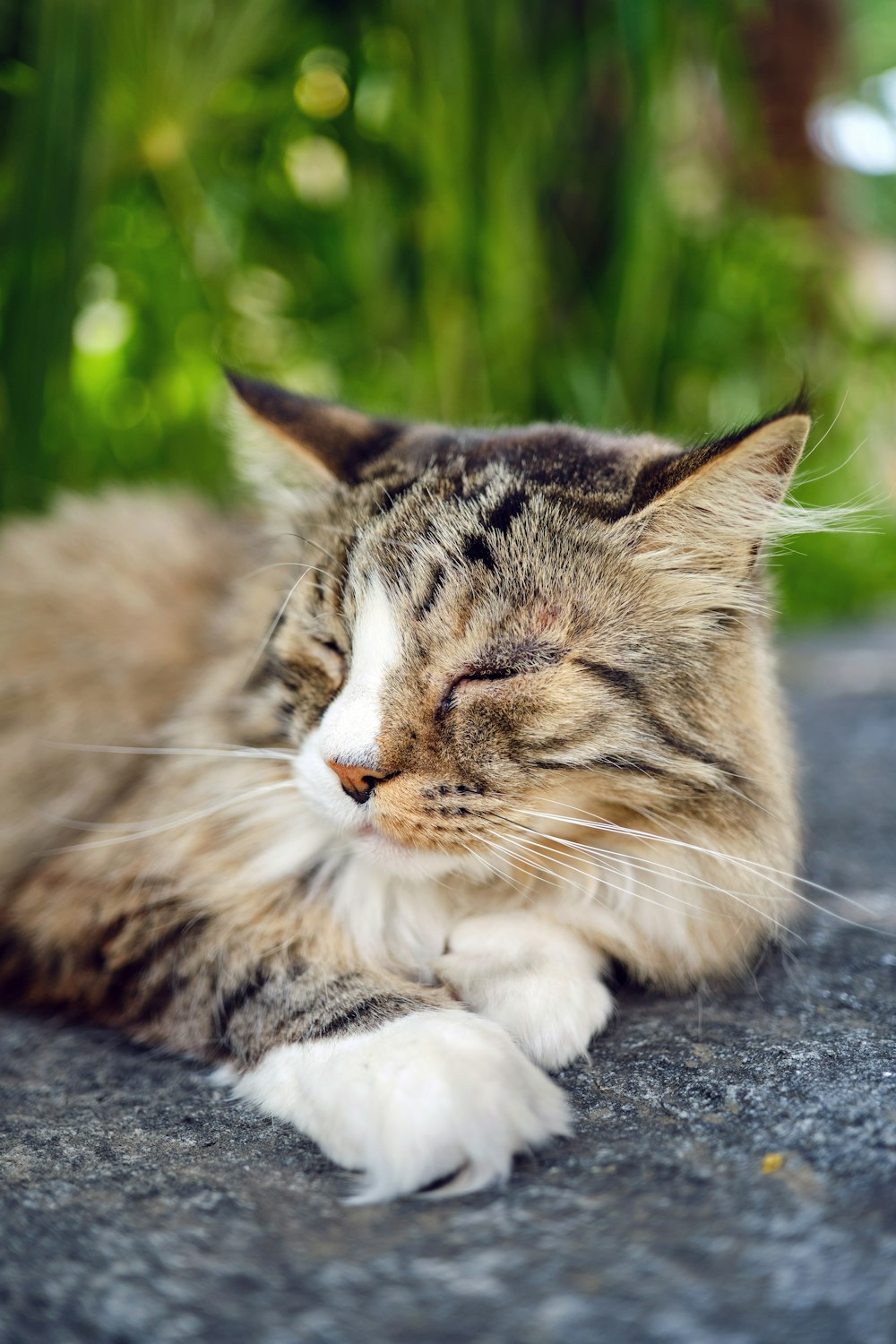 a cat lying on the ground