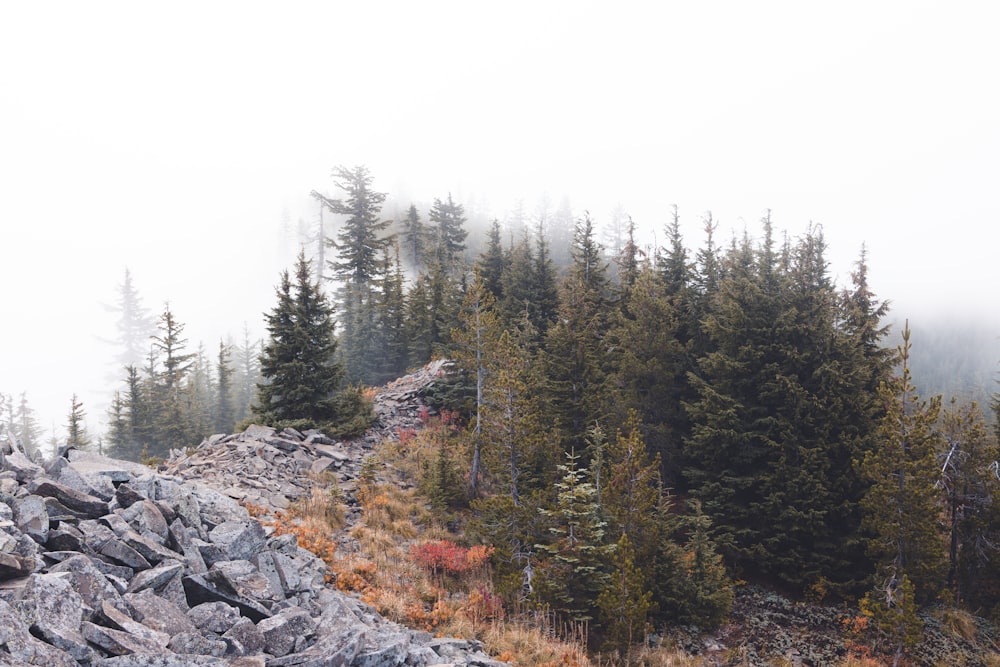 a rocky area with trees in the back