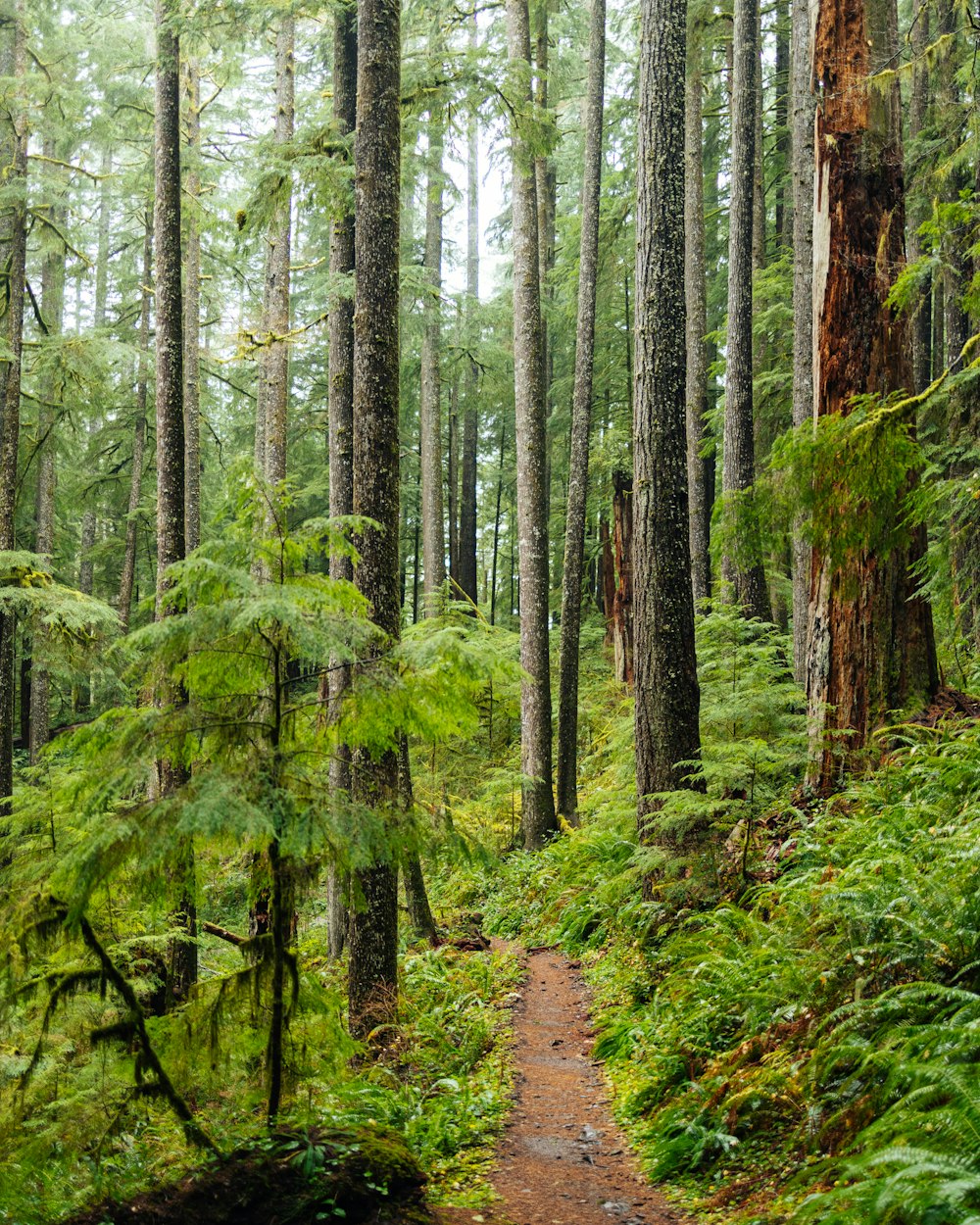 a dirt path through a forest