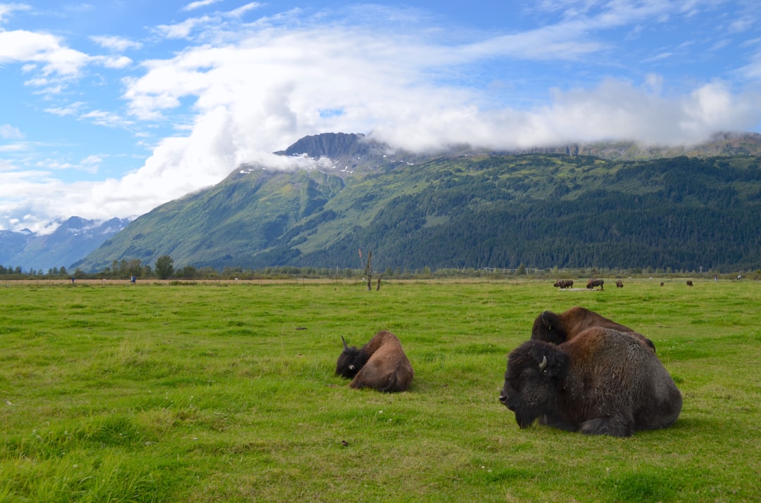 a group of bison in a field, A couple bison just chillin