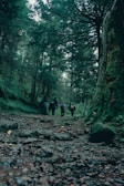 A group of hikers navigating a rocky trail in the forest.