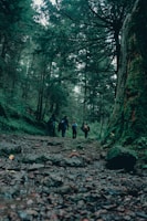 Adventurers hiking through a lush green forest trail.