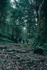 A group of friends hiking through a lush forest.