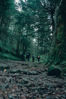 A group of friends hiking through a lush forest.