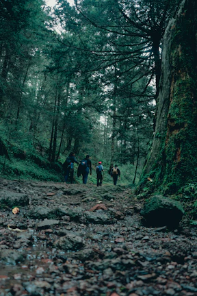 A group of friends hiking through a lush olive green forest trail.