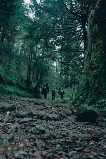 A group of people hiking together through a lush forest, helping each other over rocks.