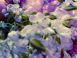 Close-up of delicate pink and white flowers intertwined with green leaves against a soft grey background