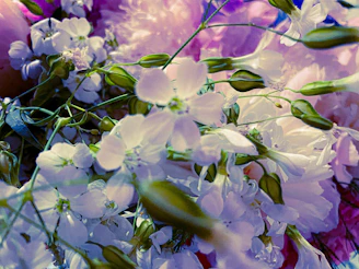 Close-up of delicate pastel roses intertwined with eucalyptus leaves.