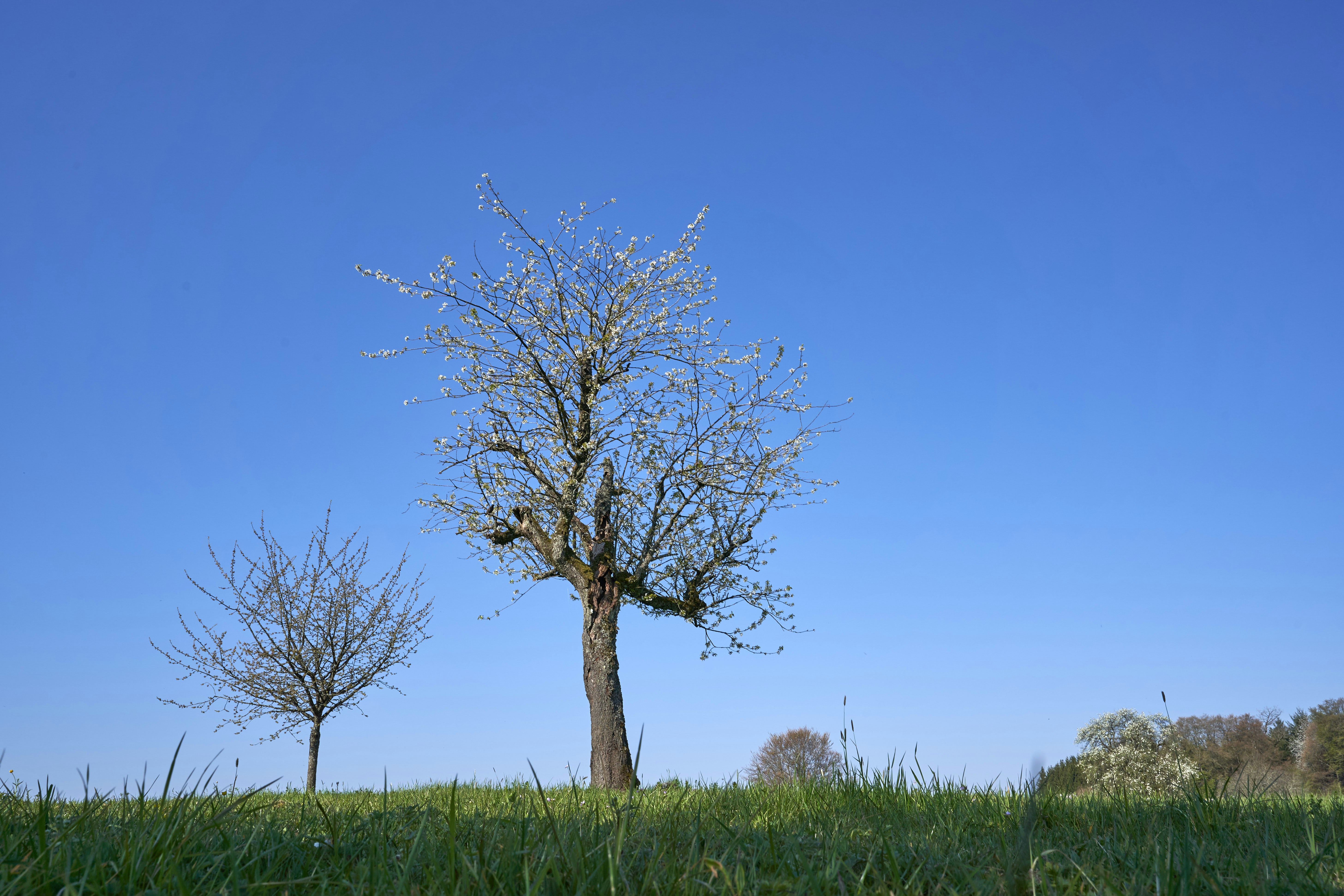 Photo by wolfgang_hasselmann