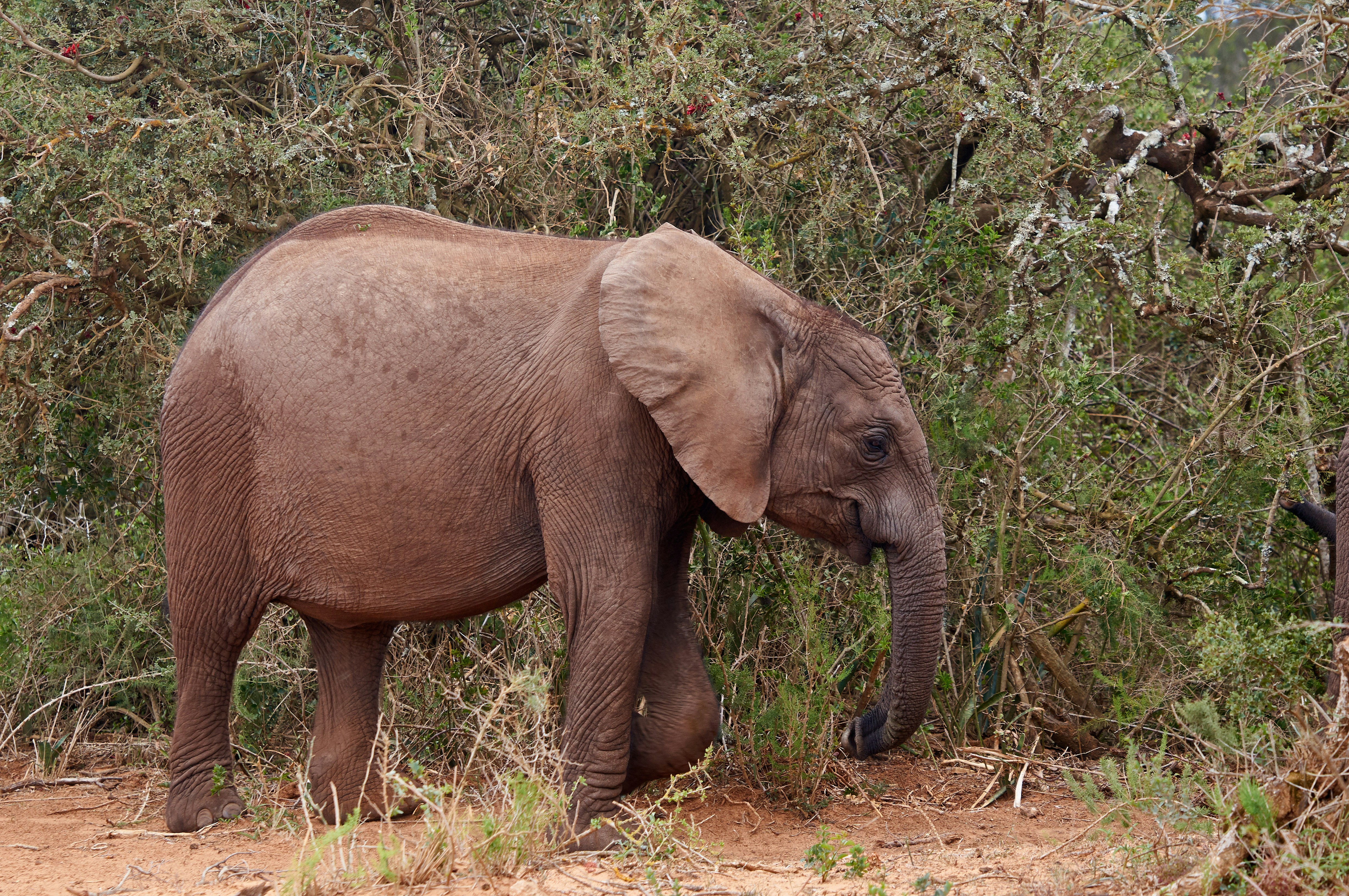 Photo by wolfgang_hasselmann