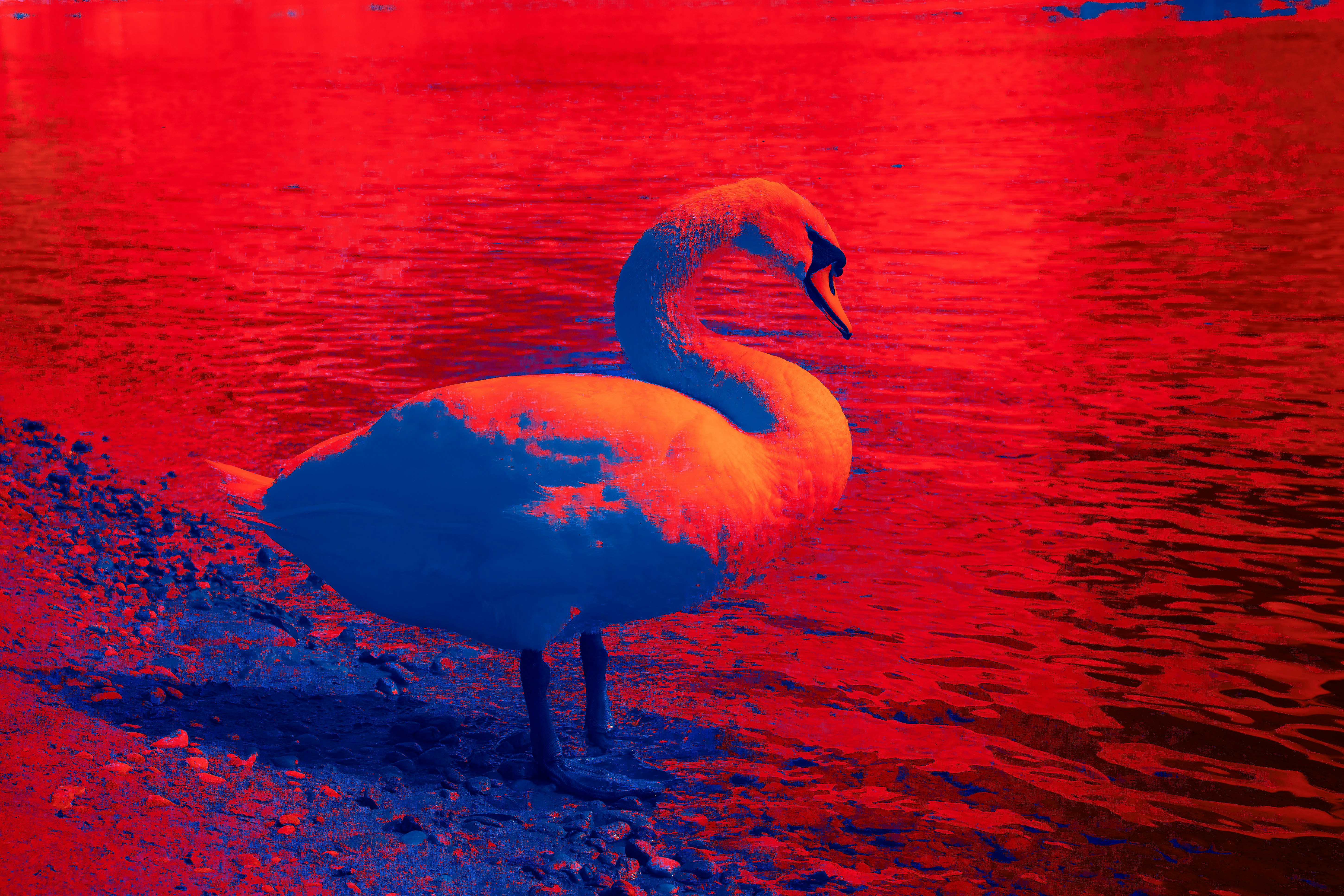 Photo by wolfgang_hasselmann