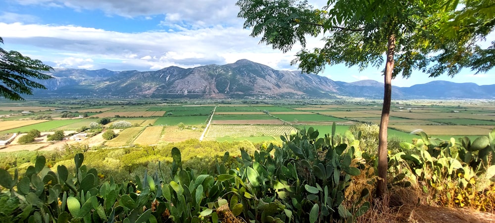 a green field with mountains in the background